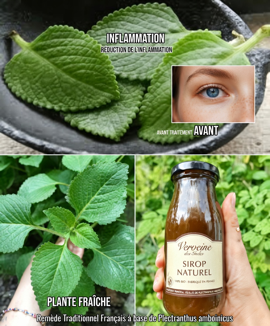 La vision floue s’installe ? Cette tendance de boisson aux feuilles d’origan pourrait vous surprendre