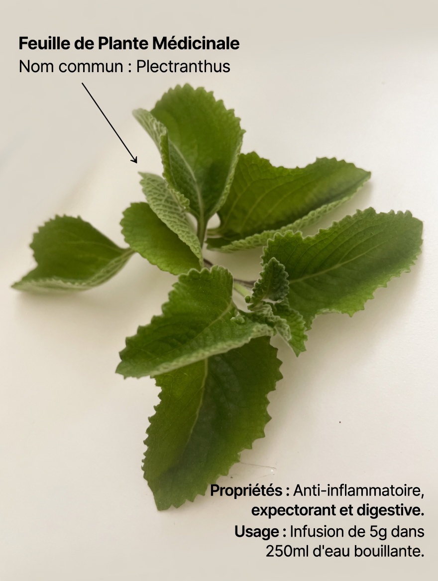 La vision floue s’installe ? Cette tendance de boisson aux feuilles d’origan pourrait vous surprendre