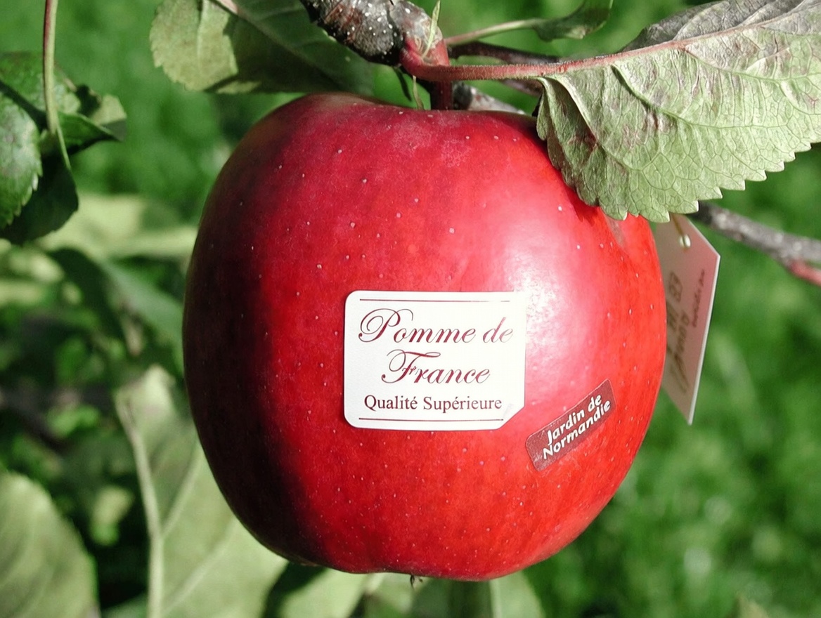 9 fruits du quotidien qui peuvent soutenir naturellement la santé de la thyroïde – des choix riches en nutriments pour nourrir votre thyroïde