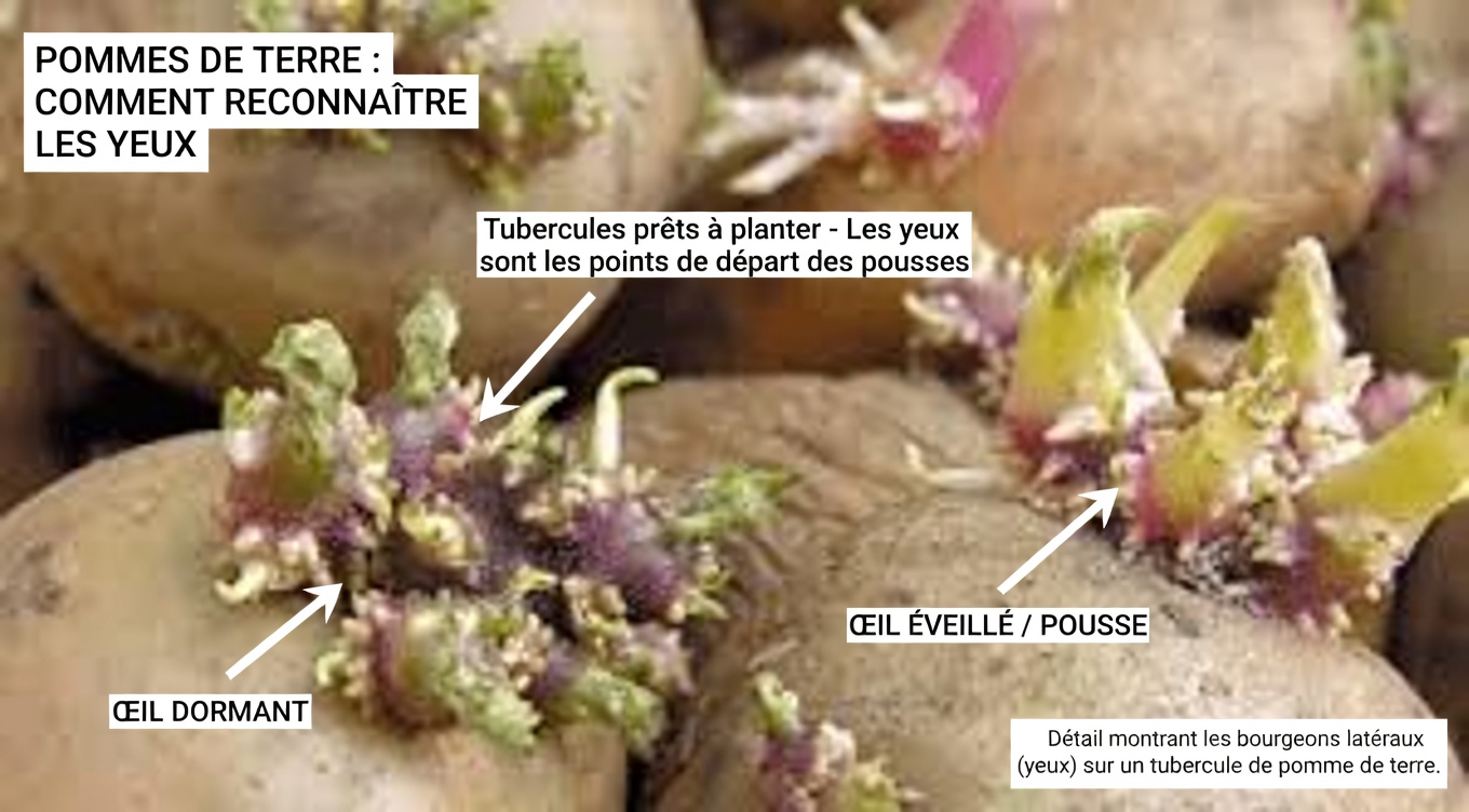 Quels légumes pourrait-il être préférable d’éviter après 40 ans pour améliorer le confort digestif et les niveaux d’énergie ?