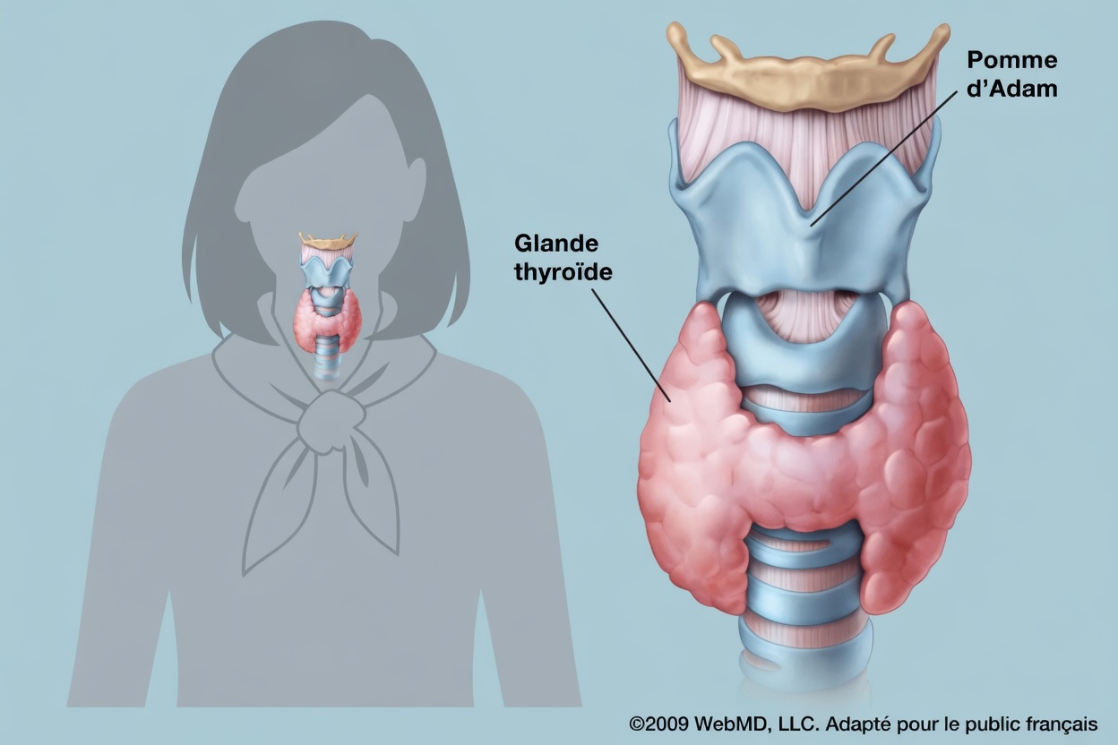 19 aliments à éviter en cas d’hypothyroïdie : améliorez la santé de votre thyroïde