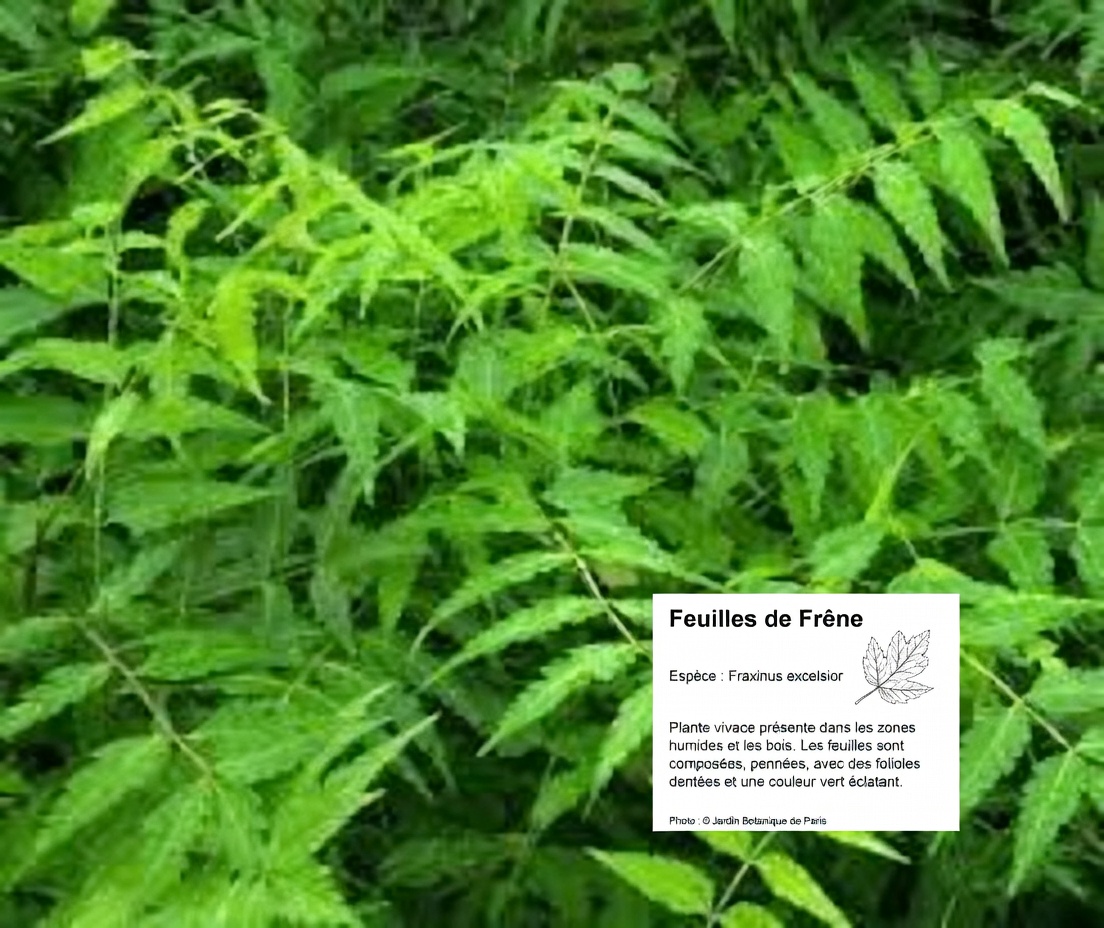 Mangez une feuille de neem par jour, et regardez ce qui se passe !