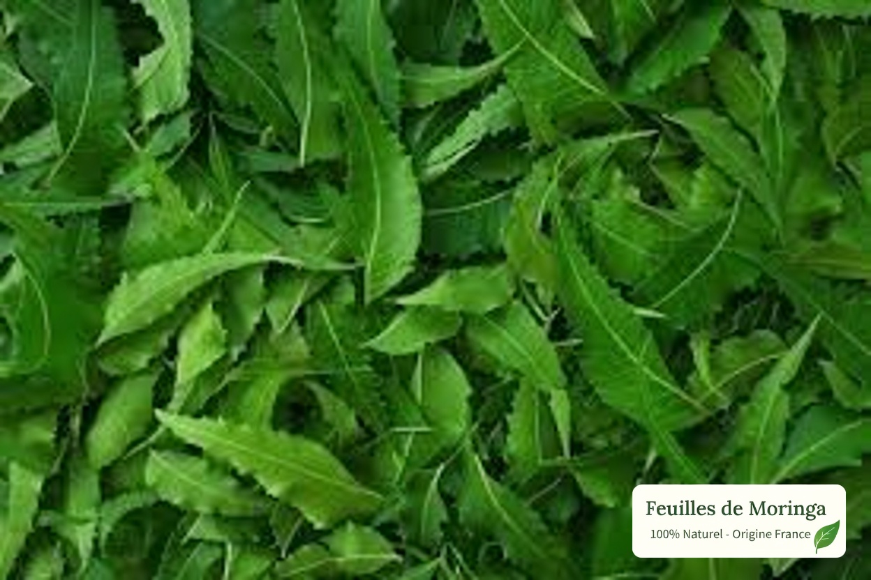 Mangez une feuille de neem par jour, et regardez ce qui se passe !