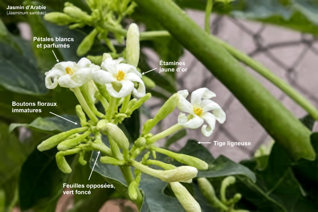 17 avantages étonnants des fleurs de papayer pour une santé optimale après 30 ans