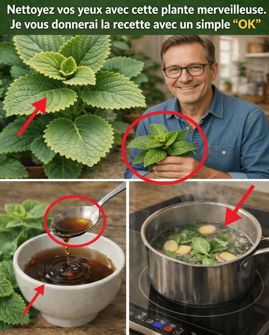 Comment l’origan Orejón soutient naturellement la santé des yeux : conseils pour intégrer cette herbe à votre routine de bien-être visuel