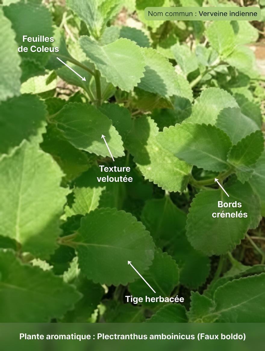 Comment l’origan Orejón soutient naturellement la santé des yeux : conseils pour intégrer cette herbe à votre routine de bien-être visuel