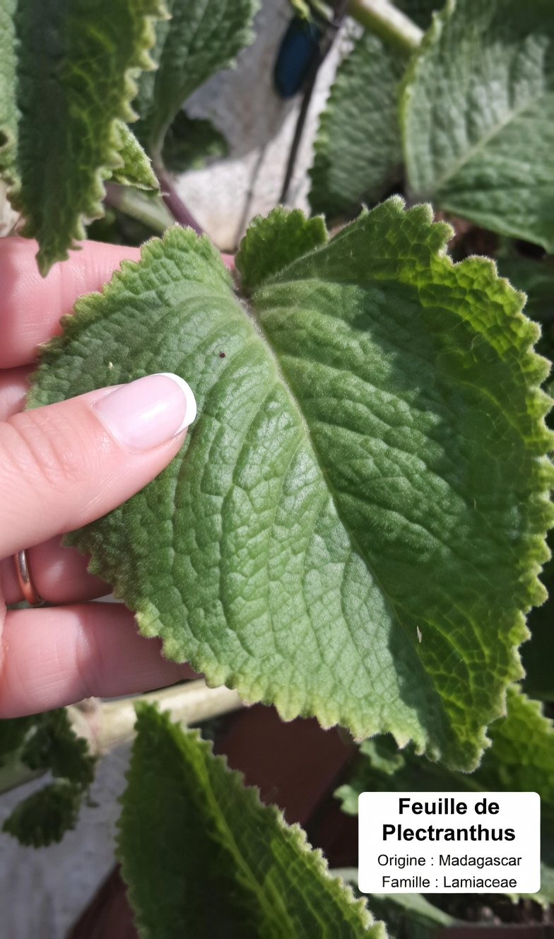 Comment l’origan Orejón soutient naturellement la santé des yeux : conseils pour intégrer cette herbe à votre routine de bien-être visuel