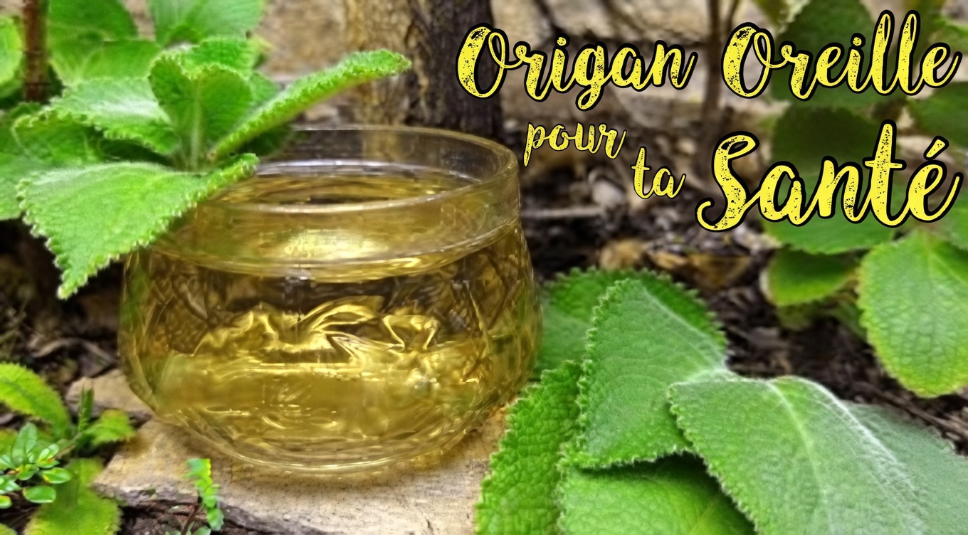 Comment l’origan Orejón soutient naturellement la santé des yeux : conseils pour intégrer cette herbe à votre routine de bien-être visuel