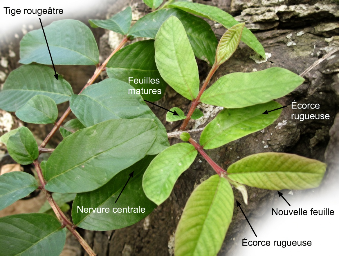 1 feuille qui fait baisser la glycémie, fait fondre la graisse et nettoie les artères RAPIDEMENT – la science choquante derrière le concentré de puissance caché de la nature