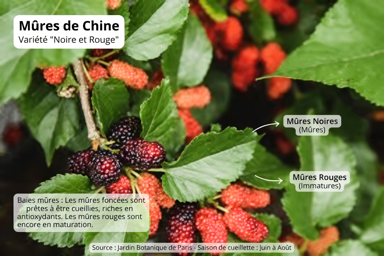 1 feuille qui fait baisser la glycémie, fait fondre la graisse et nettoie les artères RAPIDEMENT – la science choquante derrière le concentré de puissance caché de la nature