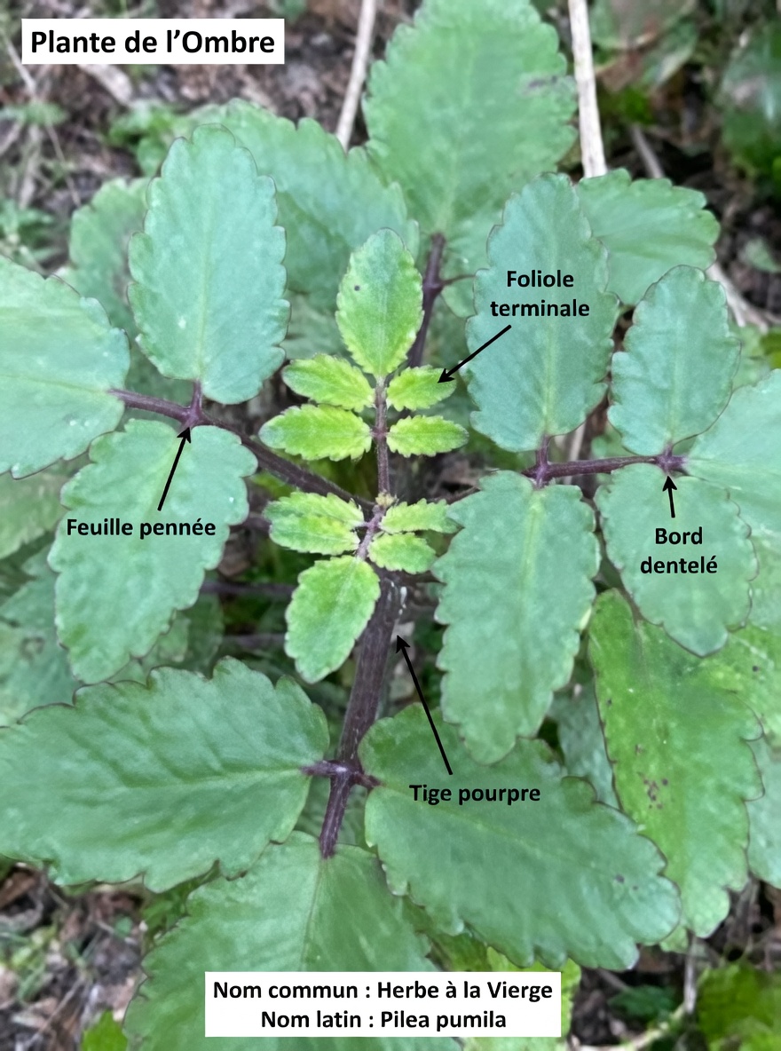 Feuille de vie – La plante médicinale qui pousse dans votre jardin et que Big Pharma prie pour que vous ne remarquiez jamais