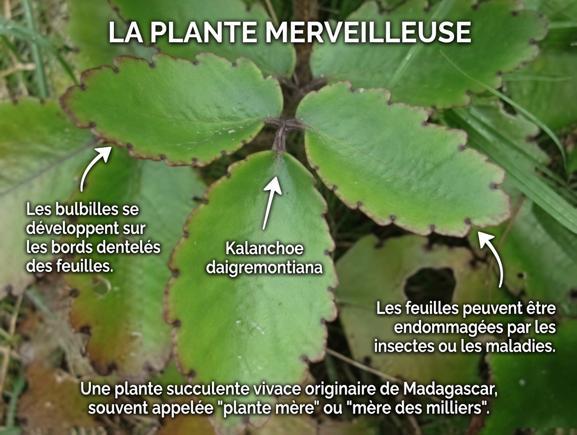 Feuille de vie – La plante médicinale qui pousse dans votre jardin et que Big Pharma prie pour que vous ne remarquiez jamais