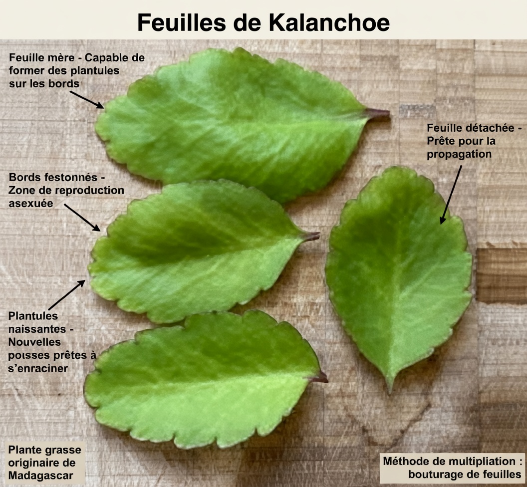 Feuille de vie – La plante médicinale qui pousse dans votre jardin et que Big Pharma prie pour que vous ne remarquiez jamais