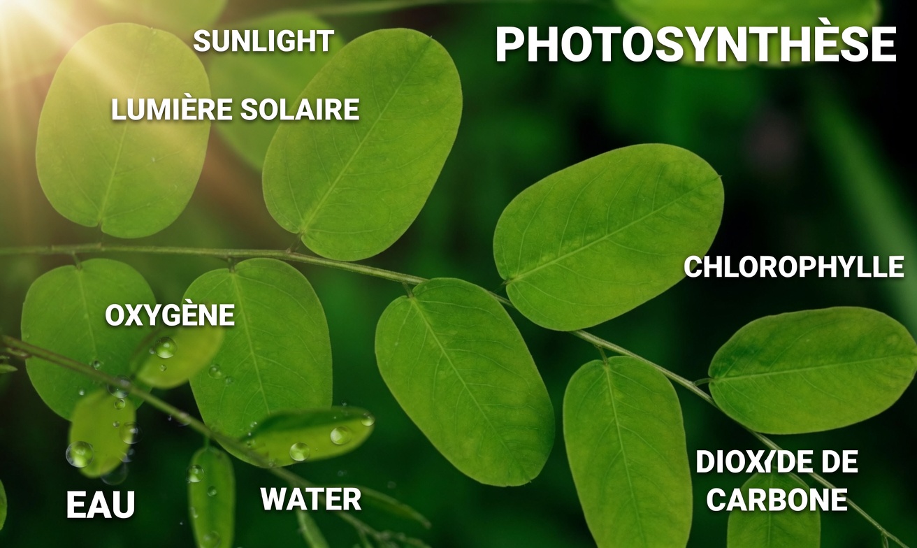 Révélé : la feuille cachée qui pourrait changer la lutte contre le cancer