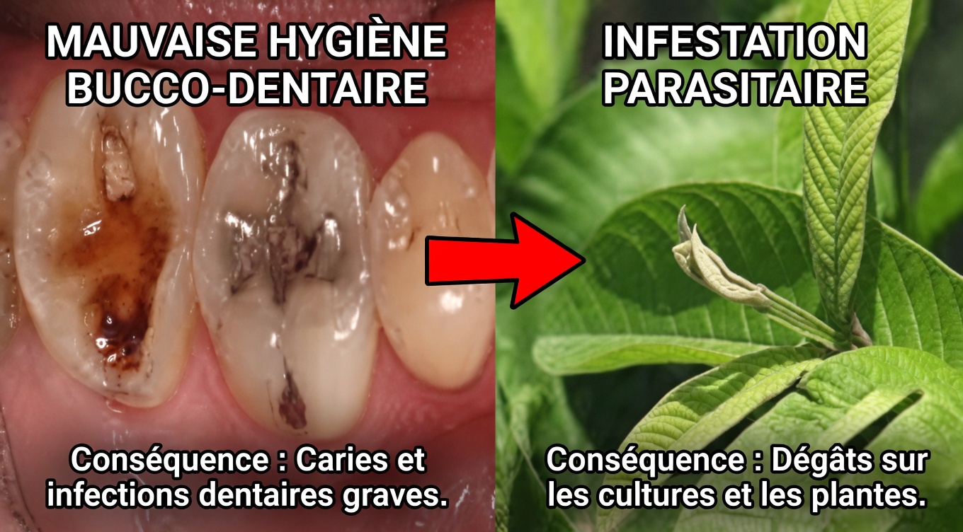 Top 3 façons simples d’utiliser des feuilles de goyavier pour favoriser des dents et des gencives plus saines à la maison