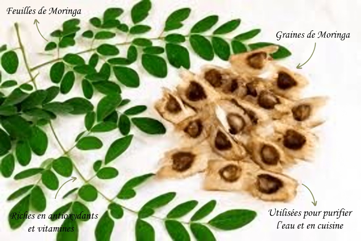 12 bienfaits des graines de moringa dont votre médecin ne vous parlera jamais (mais que vous devriez connaître)