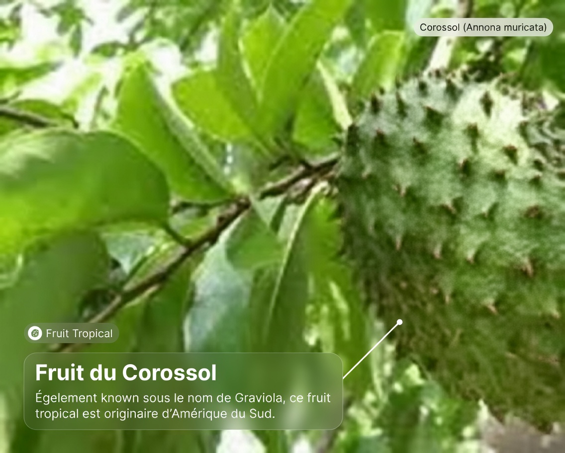 Les médecins ne vous parleront pas de cette feuille qui DÉTRUIT le CANCER (À ne pas manquer)