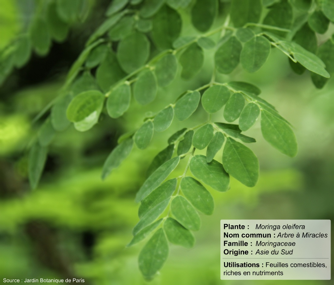 MIRACLE ! 1 feuille DÉTRUIT le diabète, le mauvais cholestérol et la graisse du ventre ! | Santé des seniors