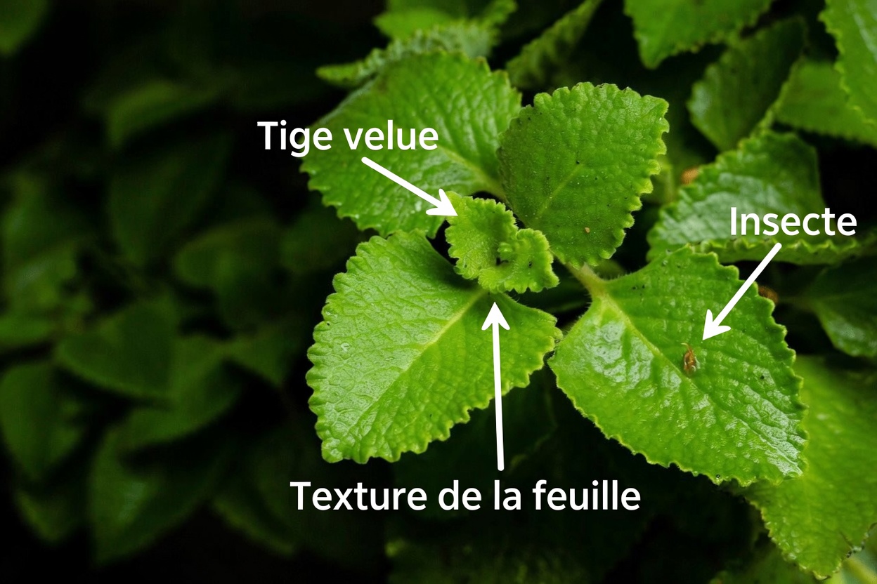 Une feuille par jour : le pouvoir caché de l’origan Orejon