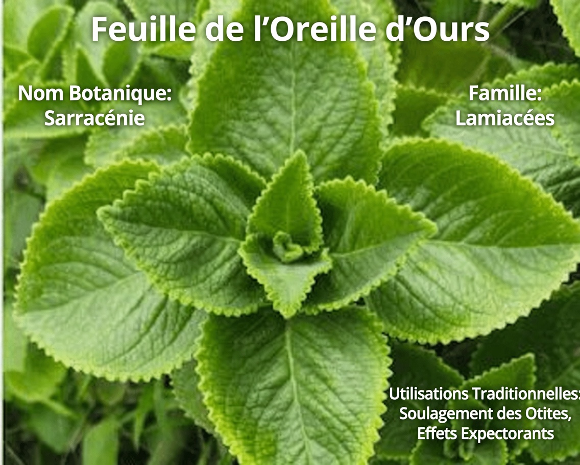 Une feuille par jour : le pouvoir caché de l’origan Orejon