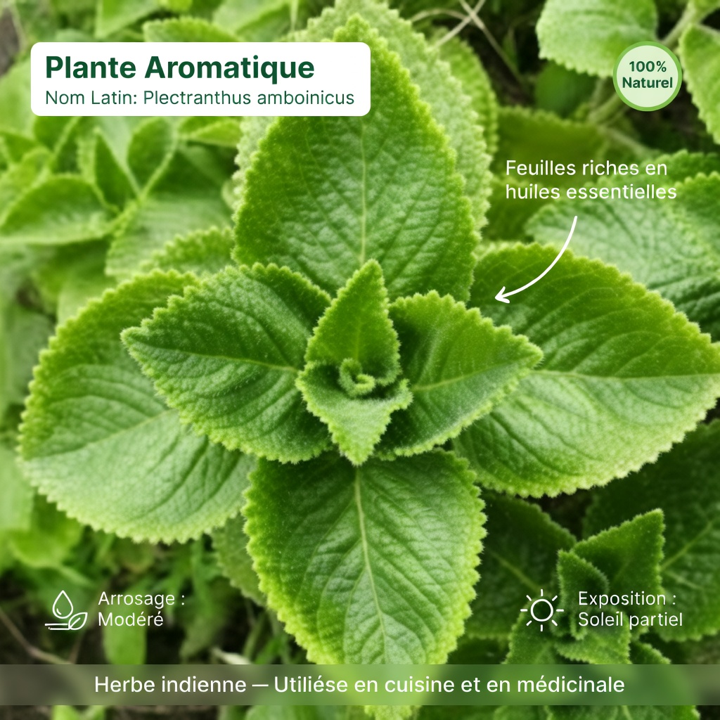 Le remède naturel qui transforme les soins oculaires : une vision plus nette sans dépendre des lunettes ?