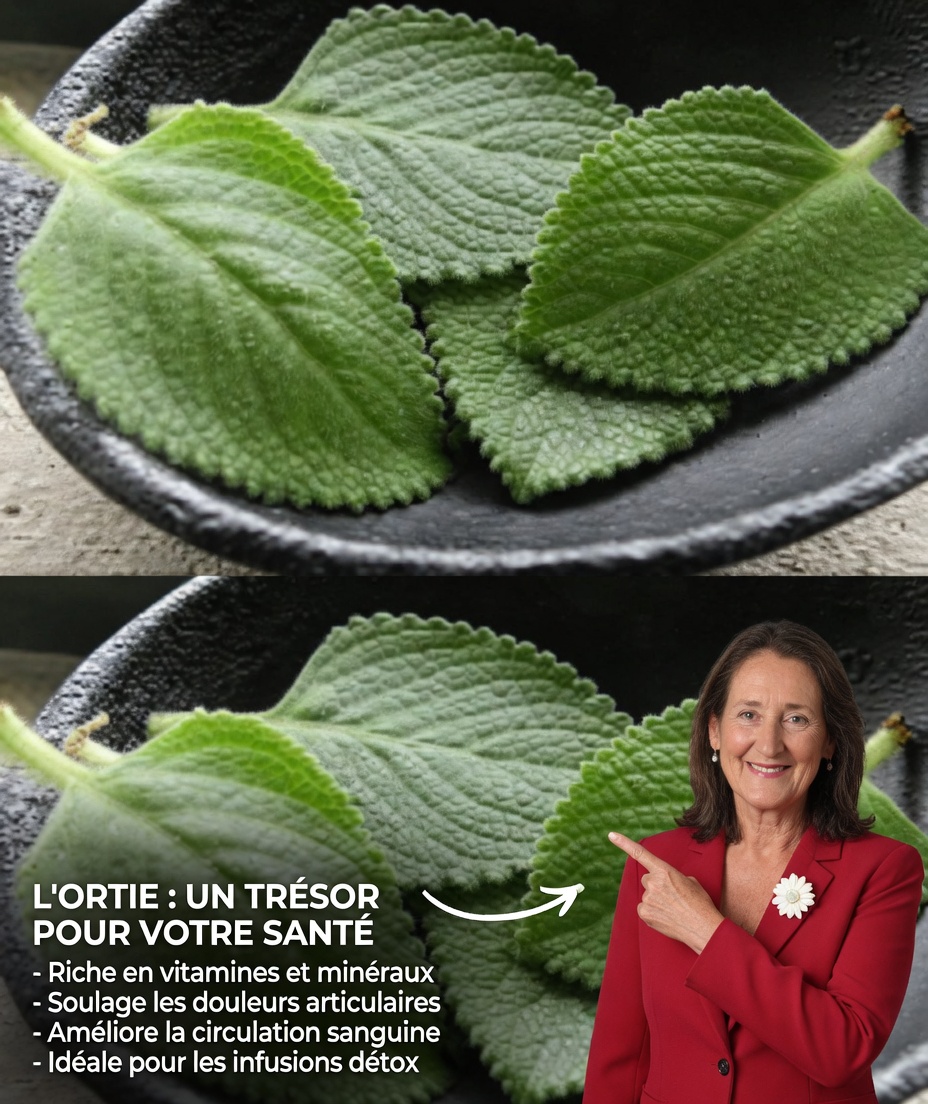 Découvrez l’origan Orejón : l’herbe méconnue qui pourrait aider à soutenir une vision saine au quotidien