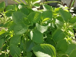 Découvrez l’origan Orejón : l’herbe méconnue qui pourrait aider à soutenir une vision saine au quotidien