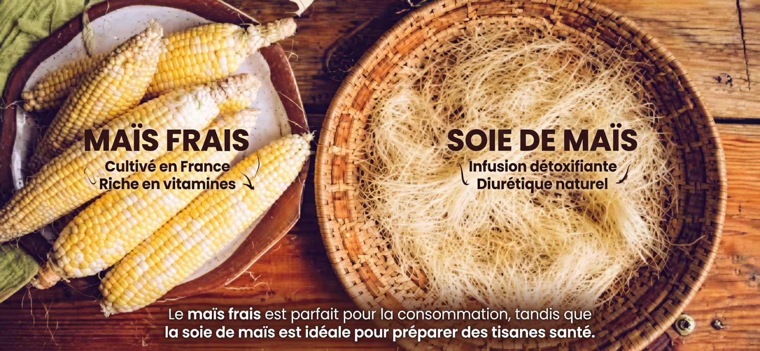 Débloquer les puissants bienfaits du stigmate de maïs pour la santé : comment l’utiliser et principales précautions