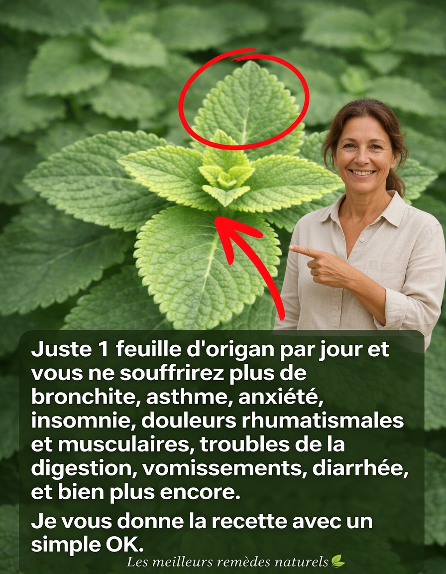Origan Orejon : une seule feuille par jour pour soutenir naturellement votre santé