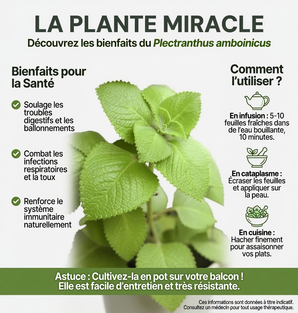 Origan Orejon : une seule feuille par jour pour soutenir naturellement votre santé