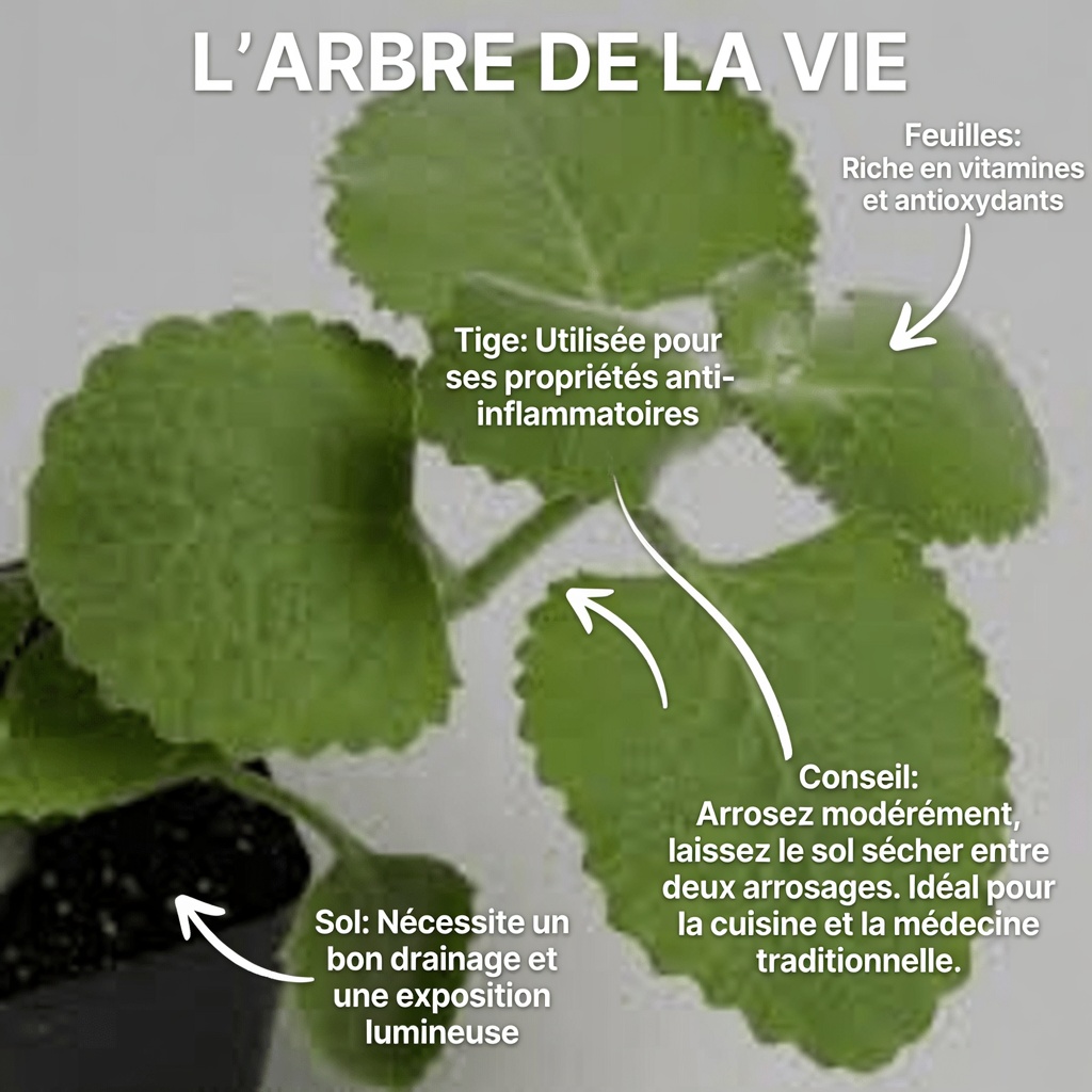 Origan Orejon : une seule feuille par jour pour soutenir naturellement votre santé