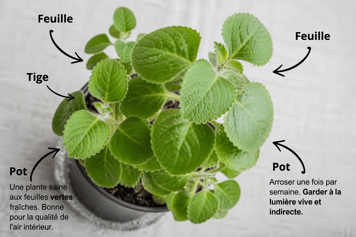 Origan Orejon : une seule feuille par jour pour soutenir naturellement votre santé