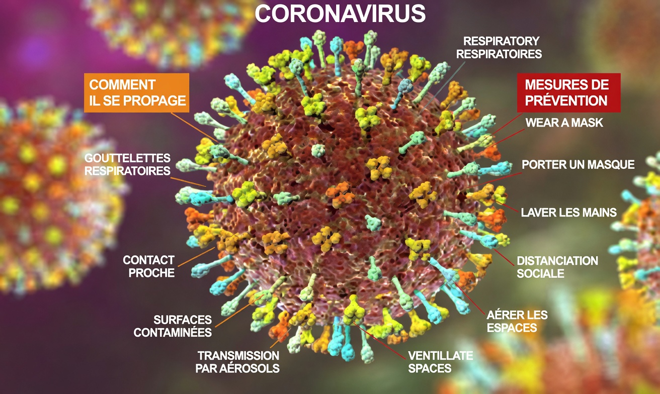 Pourquoi les autorités sanitaires avertissent : évitez de manger des fruits mordus par des chauves-souris ou des oiseaux pour réduire le risque de virus Nipah