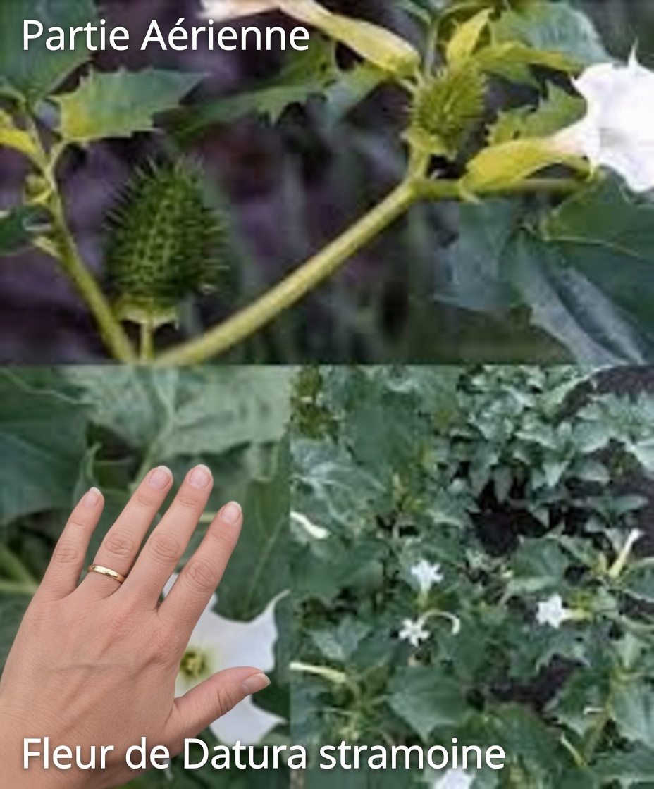 Le genre Datura : 12 raisons glaçantes pour lesquelles cette « trompette des anges » est à un seul contact du désastre