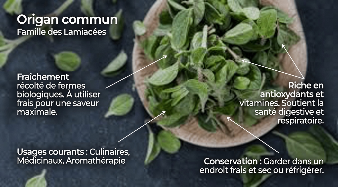 Origan pour la santé des yeux : comment cette simple herbe peut aider à protéger naturellement votre vision