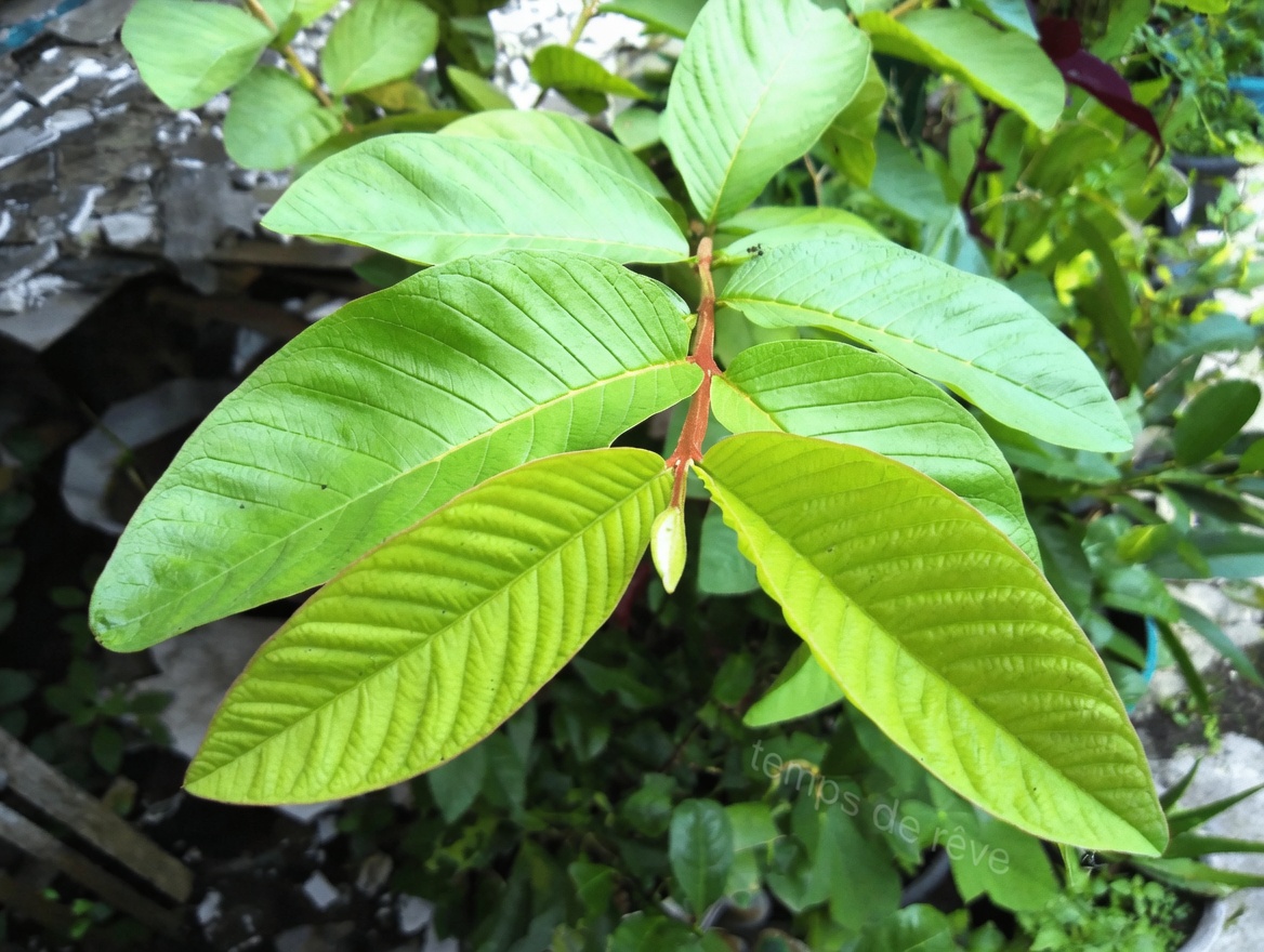 1 feuille qui fait baisser la glycémie, fait fondre la graisse et nettoie les artères RAPIDEMENT – la science choquante derrière la centrale cachée de la nature