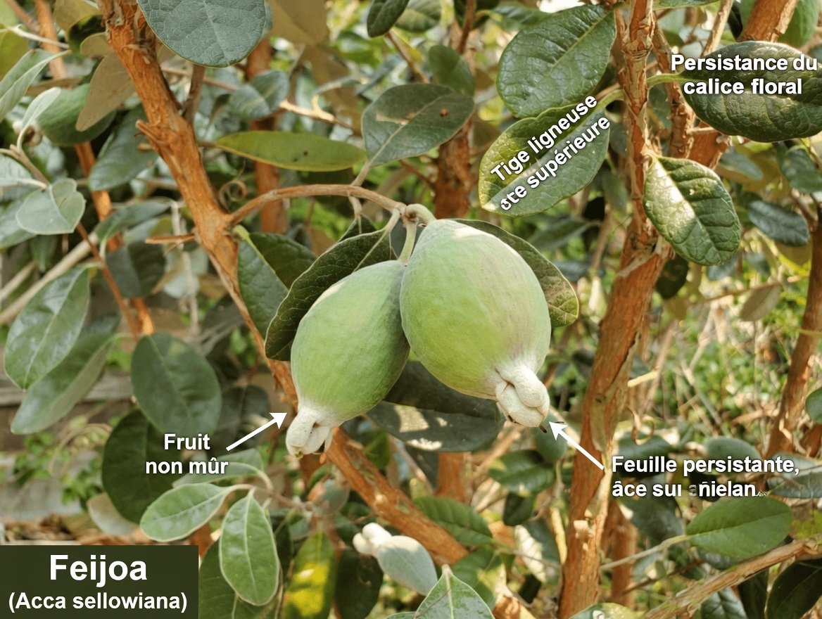 Top 3 des moyens simples par lesquels les feuilles de goyave peuvent aider à apaiser la carie dentaire et les symptômes du mal de dents