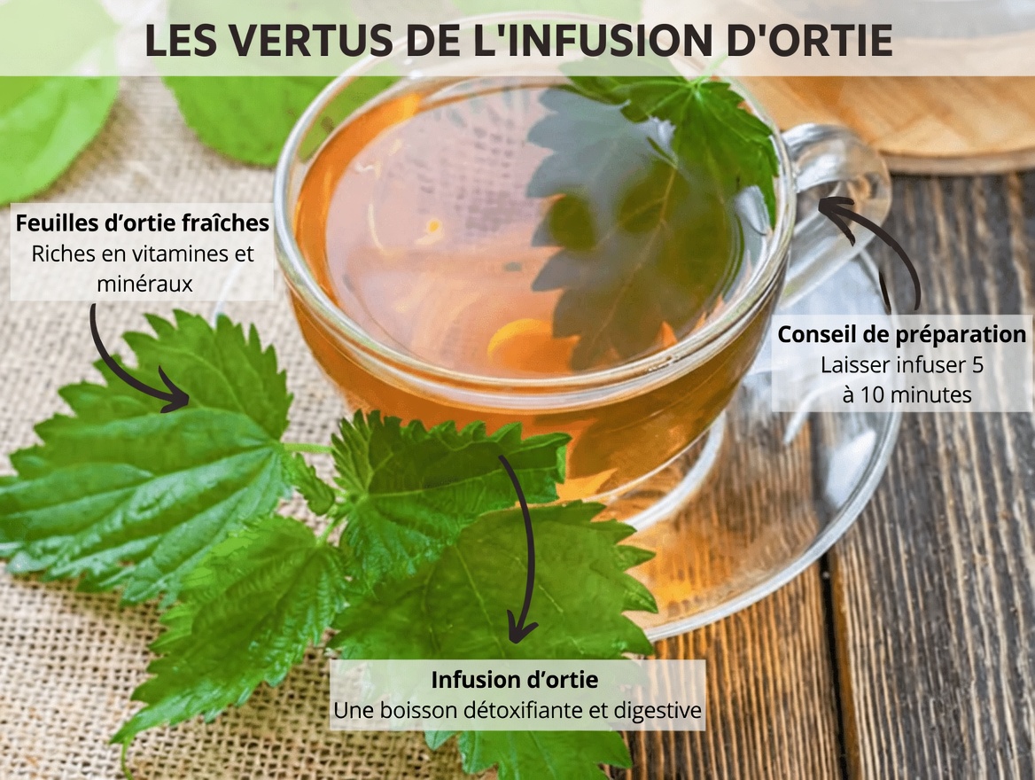 7 tisanes aux plantes qui pourraient soutenir naturellement la santé de la prostate chez les hommes de plus de 40 ans