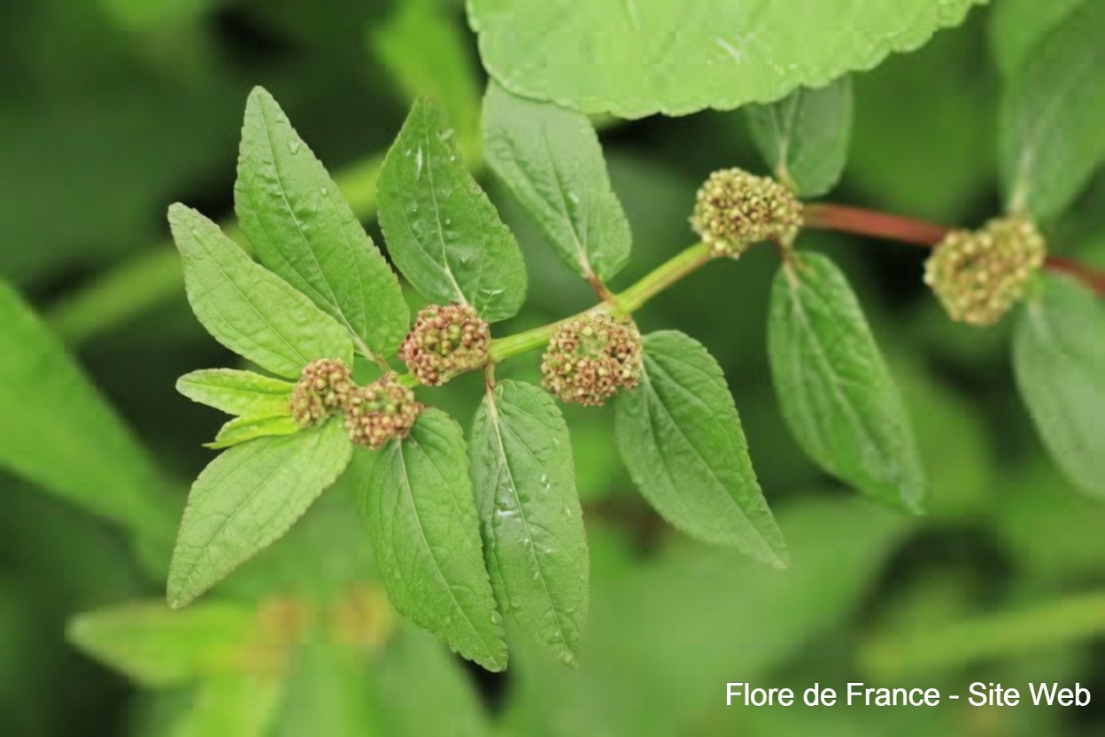 Pourquoi les guérisseurs traditionnels ont chéri cette mauvaise herbe commune du jardin pour le confort des yeux pendant des siècles : l’histoire surprenante de l’Euphorbia hirta