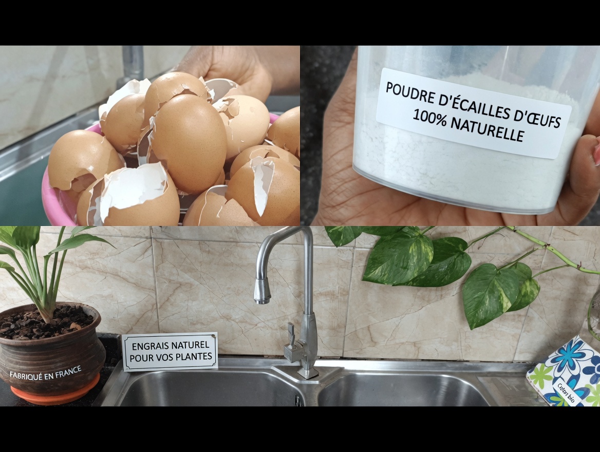 Arrêtez de jeter les coquilles d’œufs : 12 façons surprenantes dont ce déchet de cuisine peut améliorer votre santé et votre maison