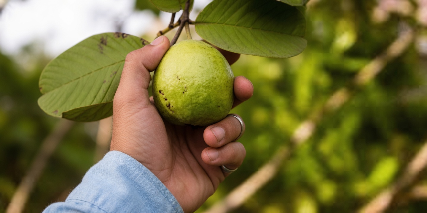 Comment la goyave peut naturellement soutenir la santé oculaire des personnes de plus de 50 ans