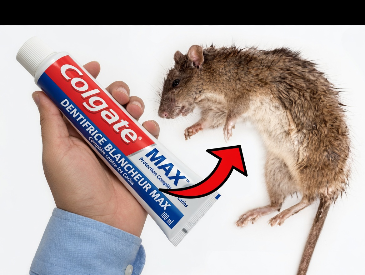 Arrêtez de gaspiller de l’argent en pesticides : la simple astuce du dentifrice qui transforme les foyers à travers l’Amérique