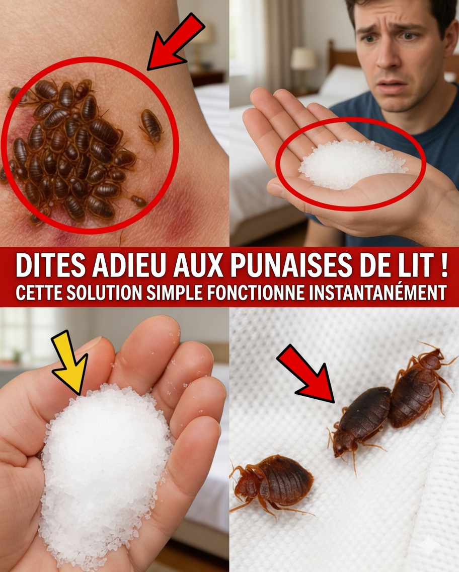 Comment éliminer naturellement et rapidement les pucerons de votre jardin grâce à de simples remèdes maison