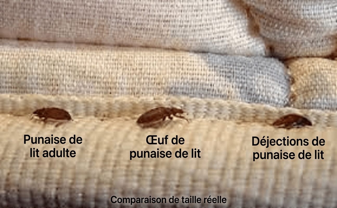 Comment éliminer naturellement et rapidement les pucerons de votre jardin grâce à de simples remèdes maison