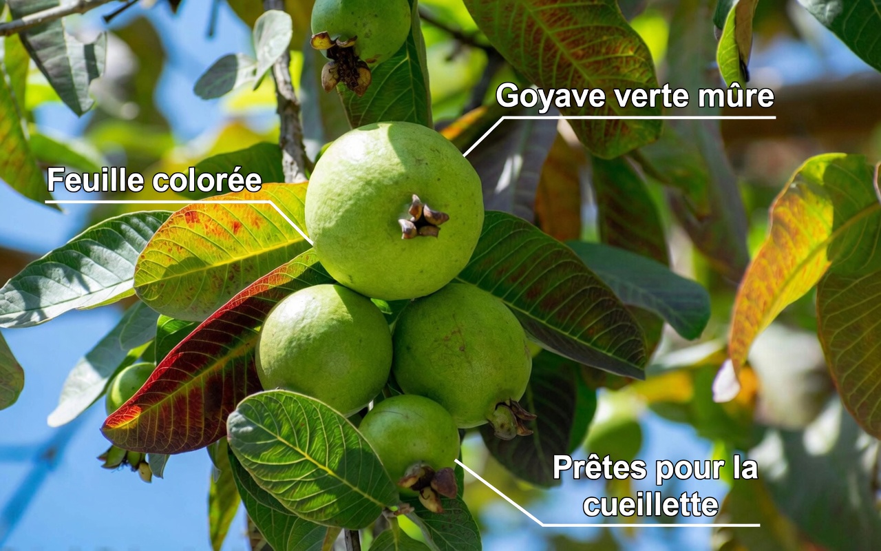 Top 3 façons de traiter la carie dentaire avec des feuilles de goyave – simples et économiques