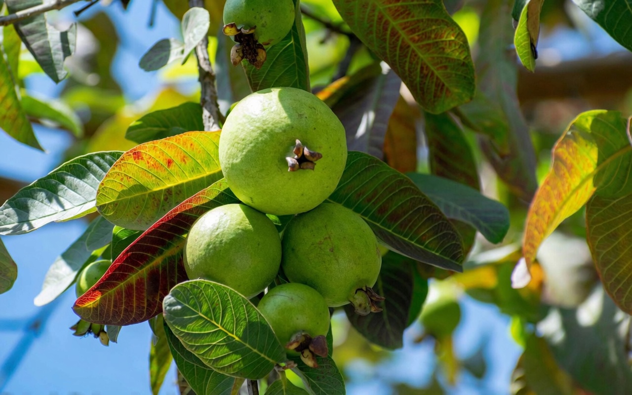 Comment éclaircir naturellement votre sourire avec des feuilles de goyavier : un remède maison doux