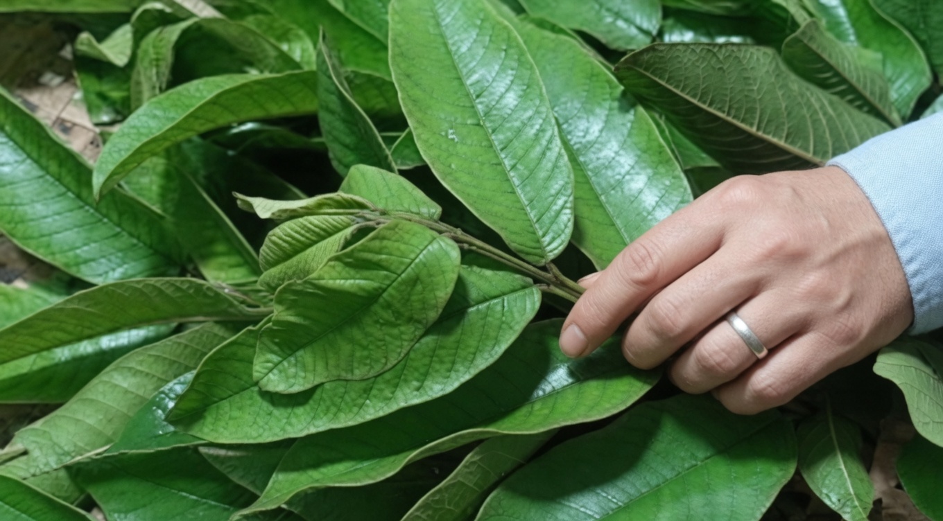 Conseils naturels simples pour intégrer des feuilles de goyavier fraîches à votre routine quotidienne d’hygiène bucco-dentaire pour une meilleure fraîcheur