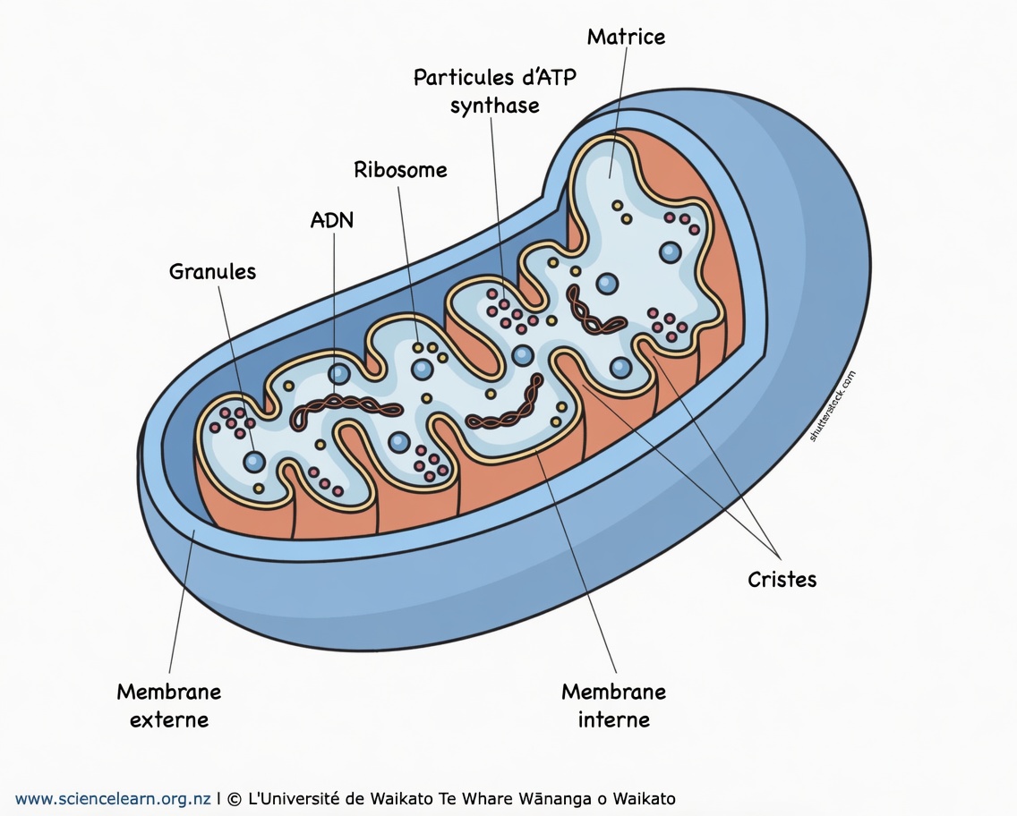 La résistance à l’insuline a changé à jamais (ce n’est pas une question de régime alimentaire)