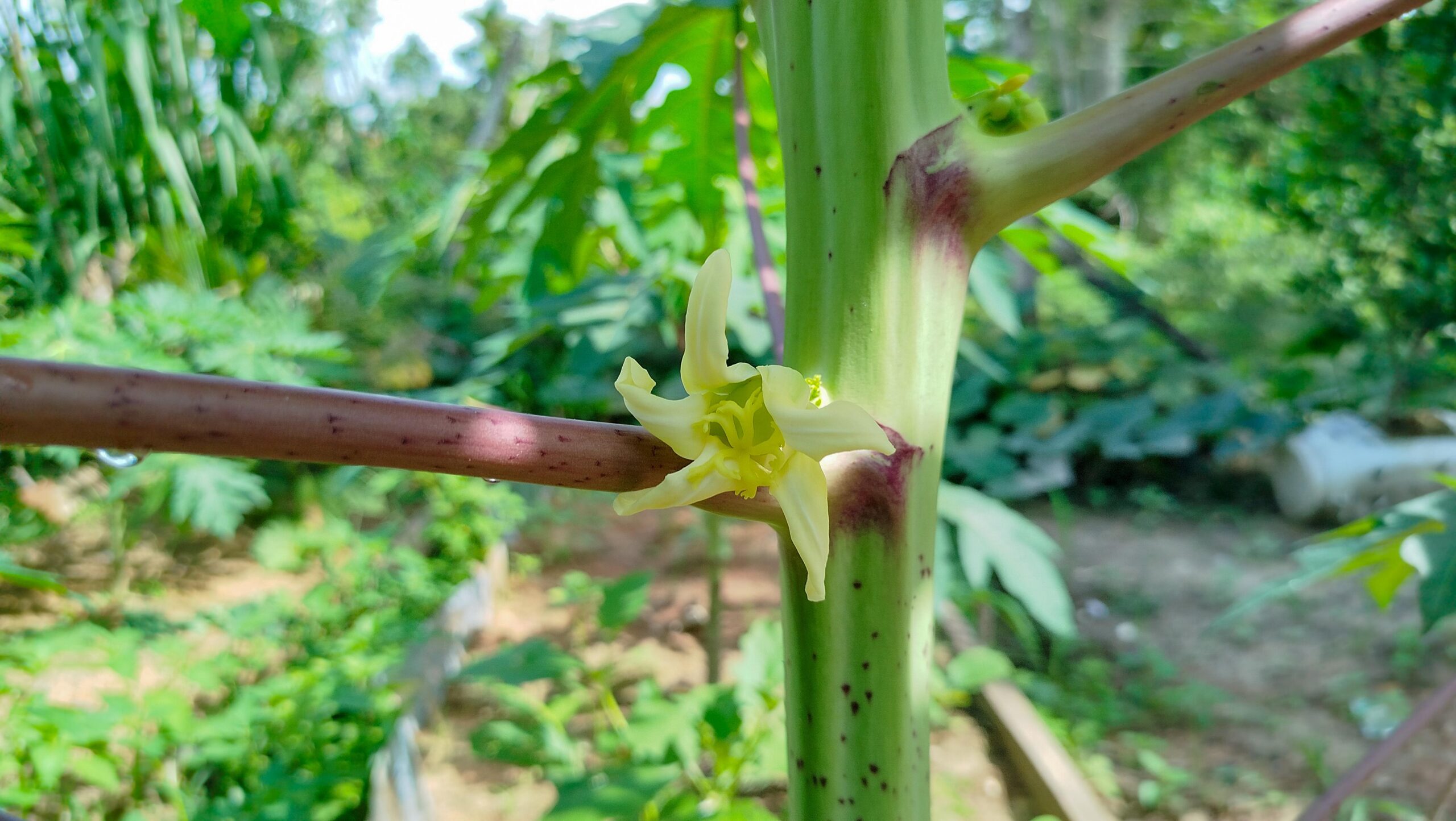 Découvrez 17 façons dont les fleurs de papayer peuvent soutenir votre santé après 30 ans
