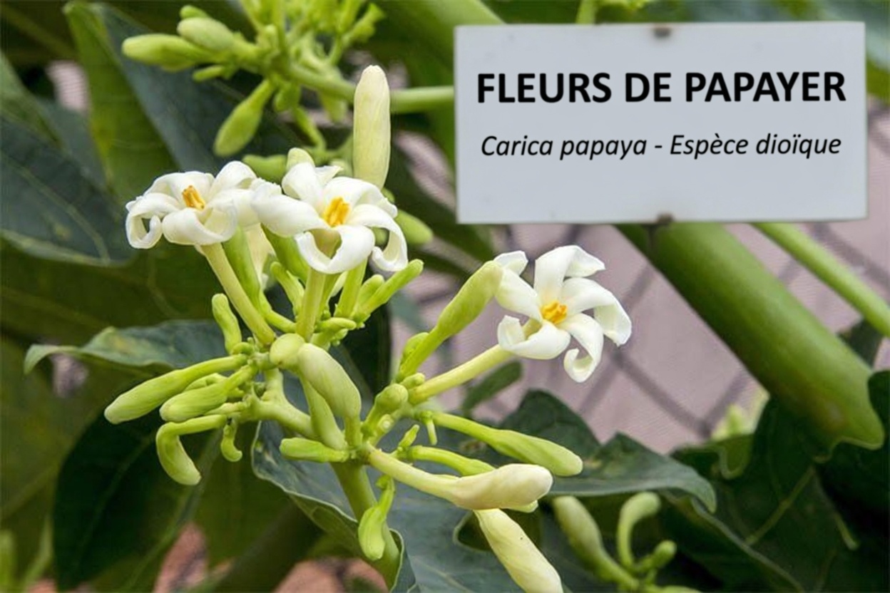 Découvrez 17 façons dont les fleurs de papayer peuvent soutenir votre santé après 30 ans